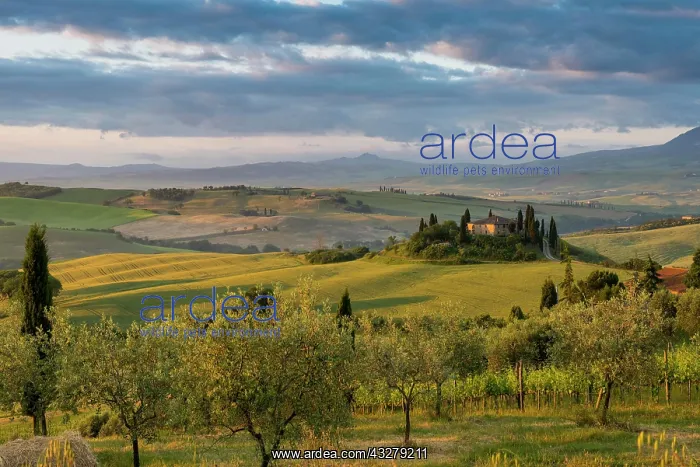 : Landscape with hills and farm with cypress trees : Landscape with hills and farm with cypress trees