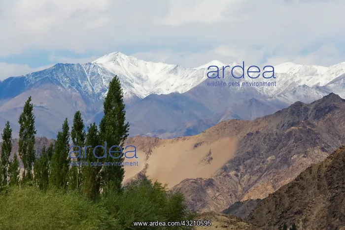  : Landscape of the Himalayas, Ladakh, India
