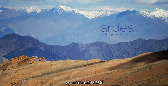 : Landscape of the Himalayas, Taglangla Pass : Landscape of the Himalayas, Taglangla Pass