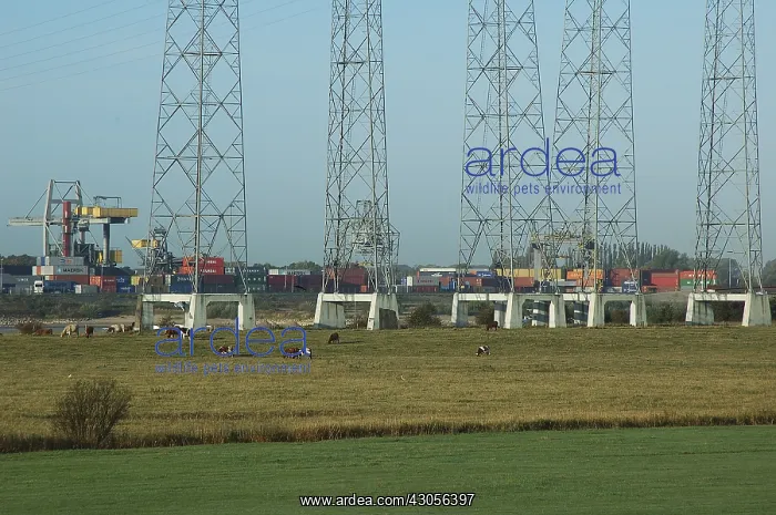 : Landscape Holland : Landscape Holland