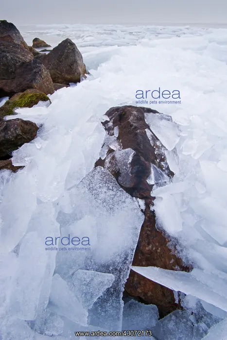 : Landscape with hummocking ice : Landscape with hummocking ice