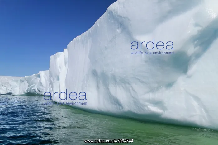 : Landscape of iceberg, American Palmer Station : Landscape of iceberg, American Palmer Station