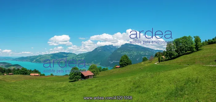 : Landscape with Lake Thun, Aeschi near Spiez, Bernese : Landscape with Lake Thun, Aeschi near Spiez, Bernese