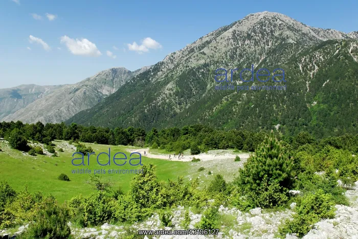 : Landscape in Llogara, Llogara National Park, Albania : Landscape in Llogara, Llogara National Park, Albania