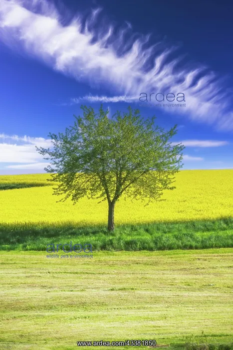 : Landscape with a lonely tree at a rape field : Landscape with a lonely tree at a rape field