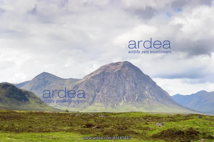 : Landscape with mountain in highlands of Scotland : Landscape with mountain in highlands of Scotland