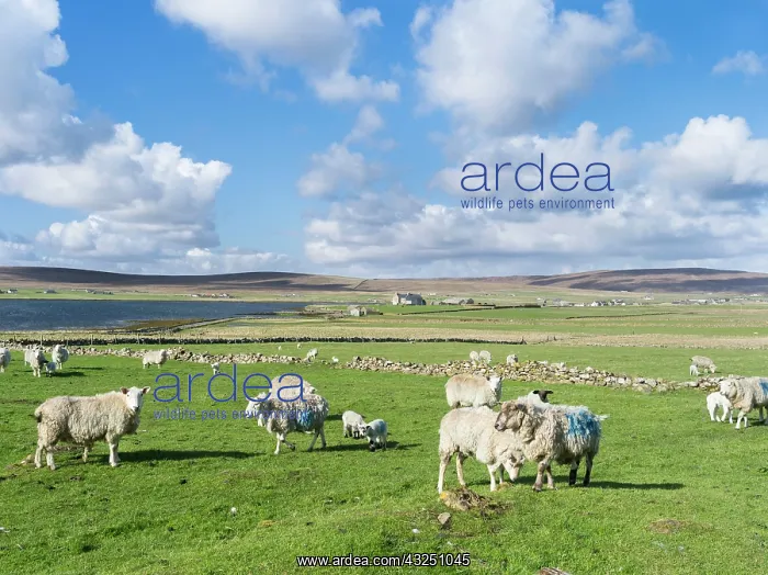 : Landscape near Baltasound, Unst island : Landscape near Baltasound, Unst island