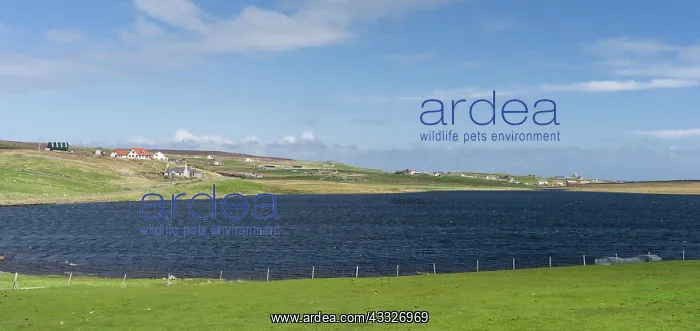 : Landscape near Burravoe, Island of Yell : Landscape near Burravoe, Island of Yell