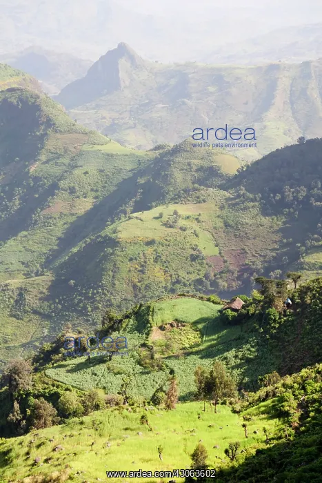 : Landscape north of Gondar, Ethiopia : Landscape north of Gondar, Ethiopia