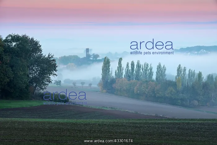 : Landscape in North Hesse, morning fog and dawn red : Landscape in North Hesse, morning fog and dawn red