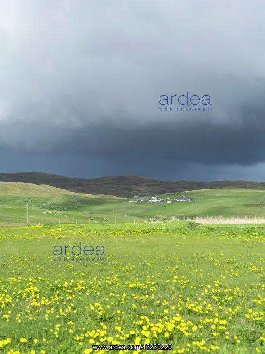 : Landscape in North Roe, storm over Isbister : Landscape in North Roe, storm over Isbister