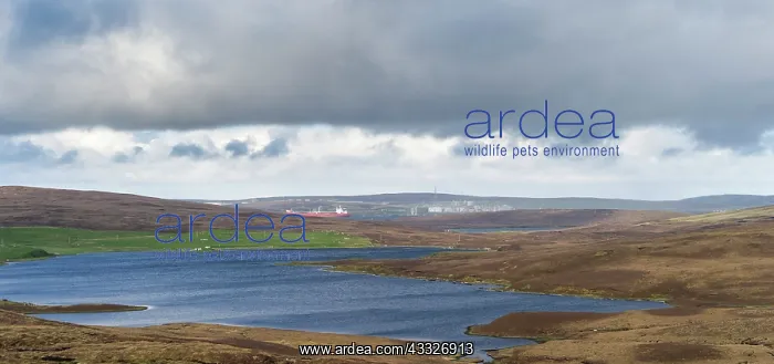 : Landscape in Northmavine with Sullom Voe : Landscape in Northmavine with Sullom Voe