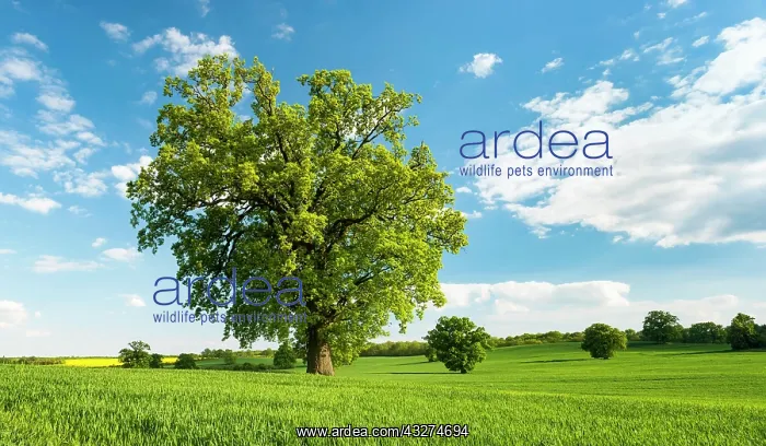: Landscape with oaks, solitary tree, grain field : Landscape with oaks, solitary tree, grain field