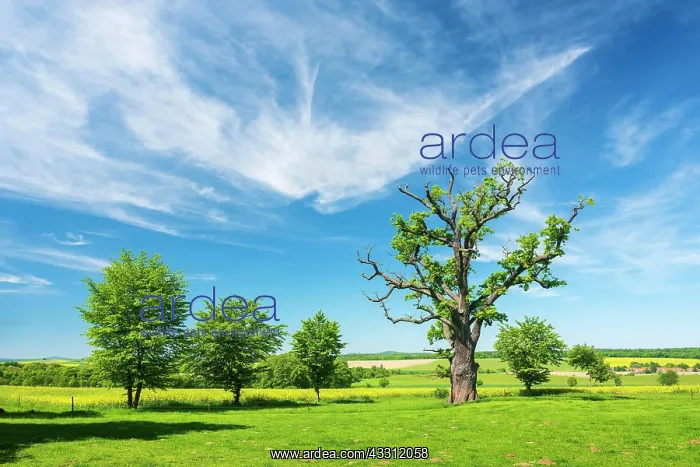 : Landscape with old gnarled solitary english oak : Landscape with old gnarled solitary english oak