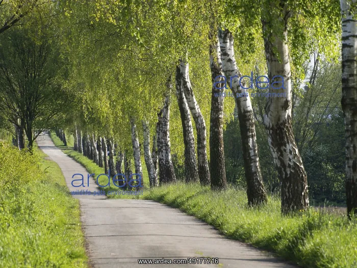: Landscape path flanked by green birch trees in spring : Landscape path flanked by green birch trees in spring