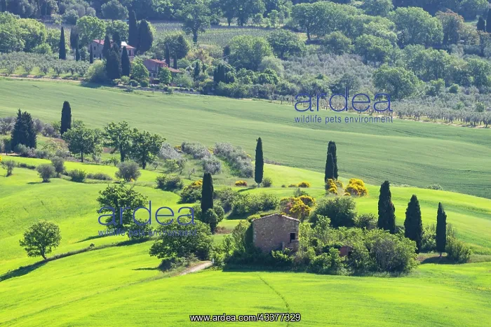 : Landscape around Pienza, Val dOrcia, Orcia Valley : Landscape around Pienza, Val dOrcia, Orcia Valley