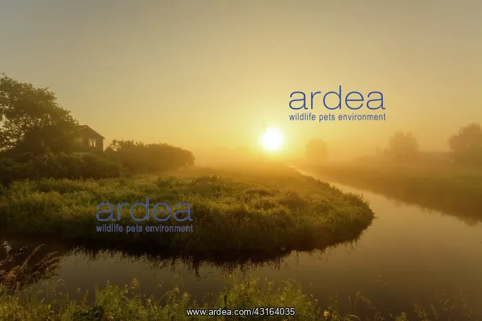 : Landscape in polder with house amongst bushes during a misty : Landscape in polder with house amongst bushes during a misty