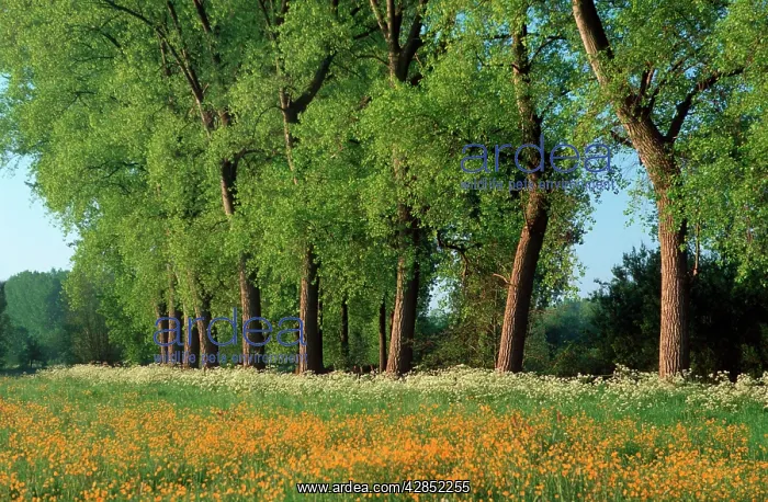  : Landscape with Poplars, Cow Parsley and meadow buttercup