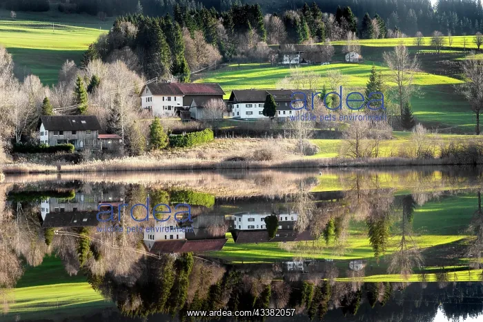 : Landscape reflection at the Rottach reservoir, Allgu : Landscape reflection at the Rottach reservoir, Allgu