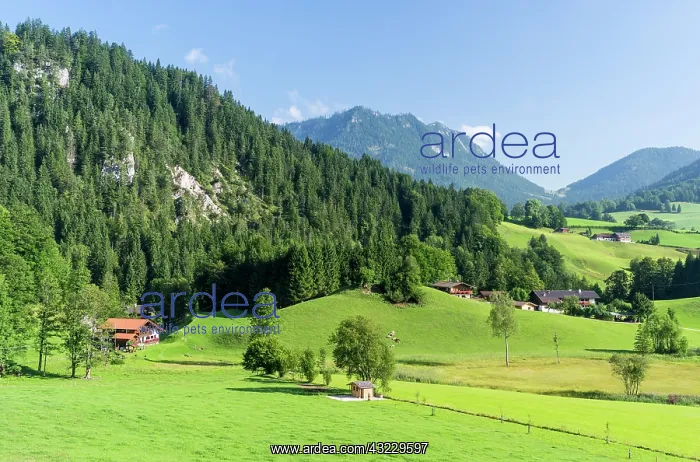 : Landscape in the region Berchtesgadener : Landscape in the region Berchtesgadener