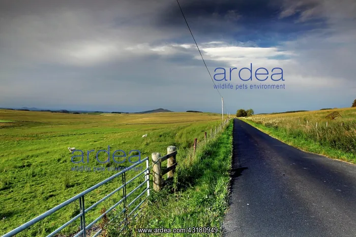 : Landscape, Road, Field, Gate, Scottish Borders : Landscape, Road, Field, Gate, Scottish Borders