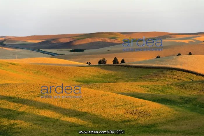 : Landscape of rolling wheat field at sunrise, Palouse : Landscape of rolling wheat field at sunrise, Palouse