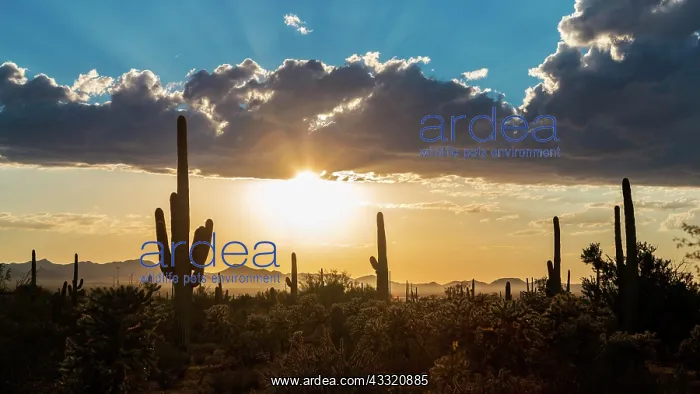 : Landscape with Saguaro cacti (Carnegiea gigantea) : Landscape with Saguaro cacti (Carnegiea gigantea)