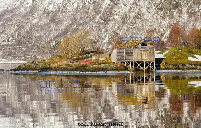 : Landscape at Salangen Fjord near Loksebotn in northern : Landscape at Salangen Fjord near Loksebotn in northern