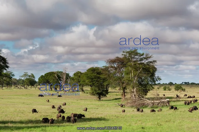 : Landscape of the savannah, Tsavo, Kenya : Landscape of the savannah, Tsavo, Kenya