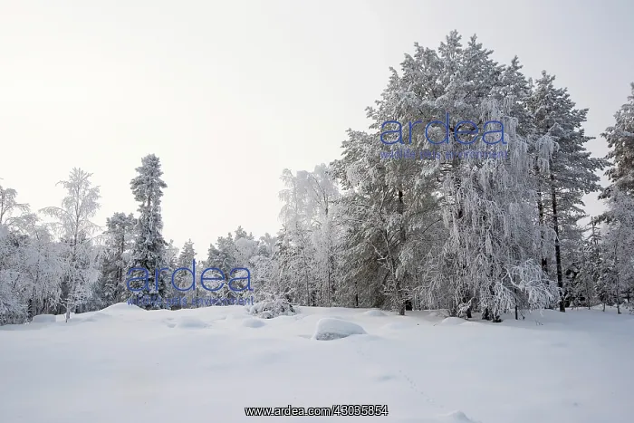 : Landscape, scenic view with snow covered trees, Finland : Landscape, scenic view with snow covered trees, Finland