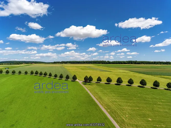: Landscape in the Schnnbuch with row of trees, fair : Landscape in the Schnnbuch with row of trees, fair