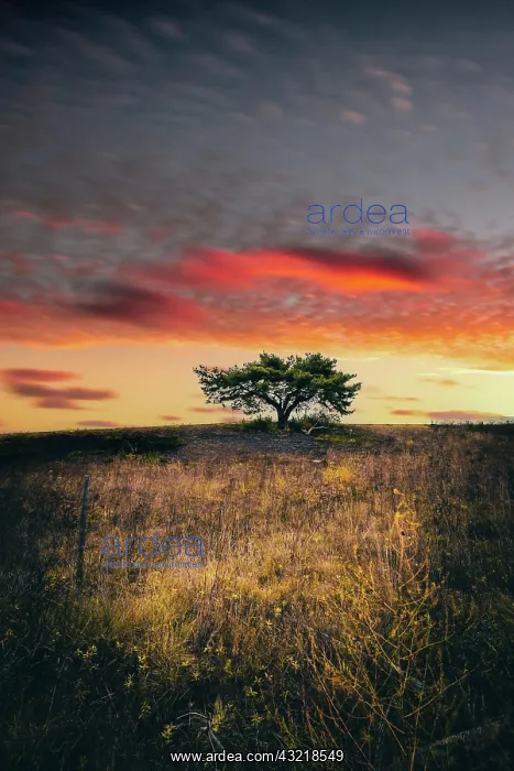 : Landscape shot of a dry meadow with pine trees : Landscape shot of a dry meadow with pine trees
