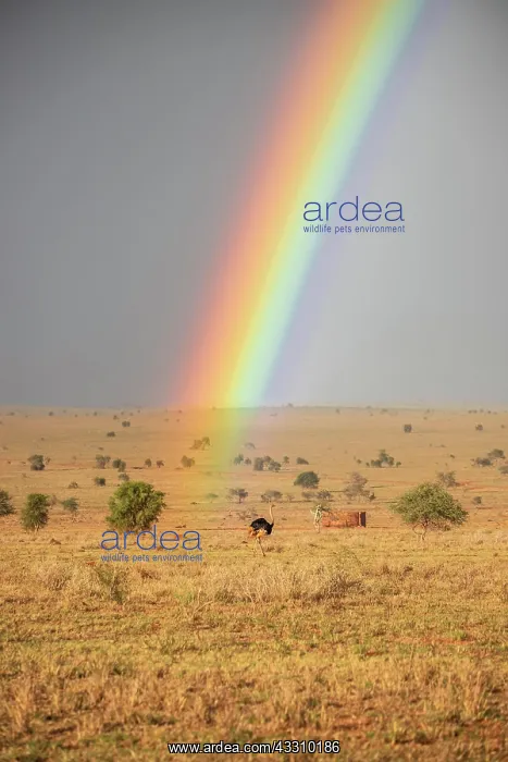 : Landscape shot in the vast savannah with two rainbows : Landscape shot in the vast savannah with two rainbows