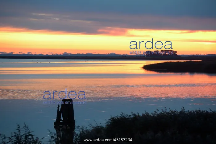 : Landscape showing a coastal wetland with water and reed beds : Landscape showing a coastal wetland with water and reed beds