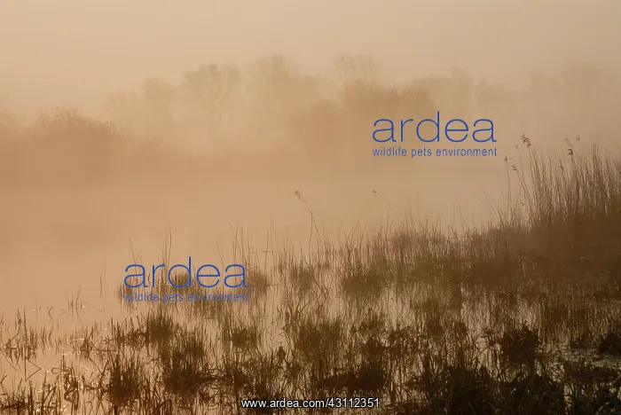 : Landscape showing a hazy marsh in early morning light : Landscape showing a hazy marsh in early morning light