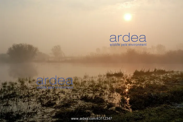 : Landscape showing a hazy marsh with sedges : Landscape showing a hazy marsh with sedges