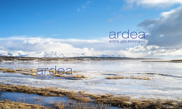 : Landscape in Skagafjoerdur area during winter : Landscape in Skagafjoerdur area during winter