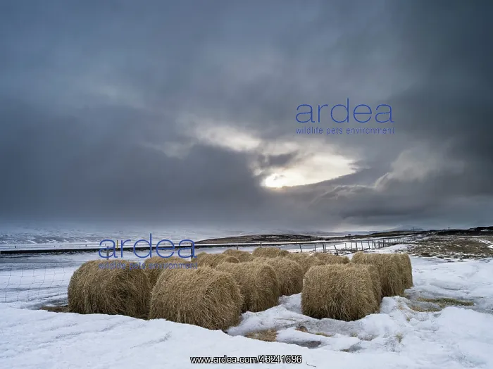 : Landscape in Skagafjoerdur area during winter : Landscape in Skagafjoerdur area during winter