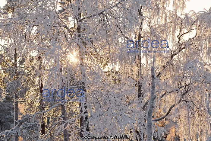 : Landscape. snow / frost covered trees. Finland : Landscape. snow / frost covered trees. Finland