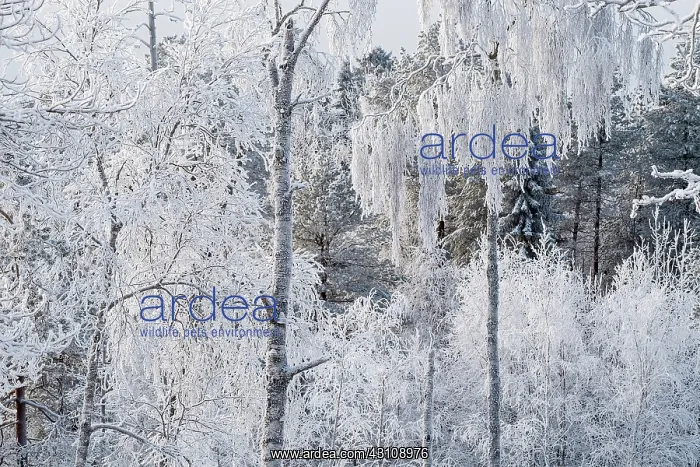 : Landscape. snow / frost covered trees. Finland : Landscape. snow / frost covered trees. Finland
