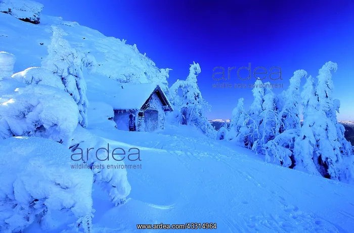 : Landscape in the snow Great Arber : Landscape in the snow Great Arber