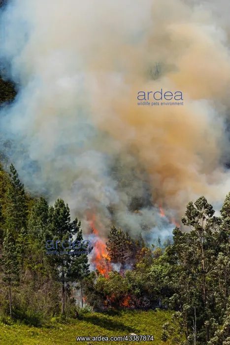 : Landscape in South Africa, forest fire, fire, smoke : Landscape in South Africa, forest fire, fire, smoke