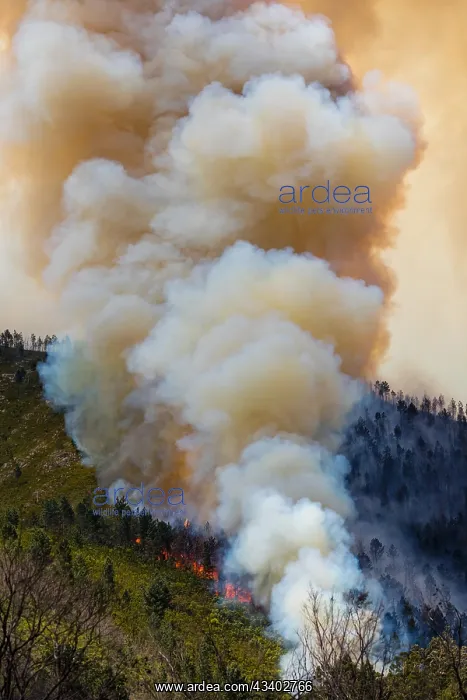 : Landscape in South Africa, forest fire, fire, smoke : Landscape in South Africa, forest fire, fire, smoke