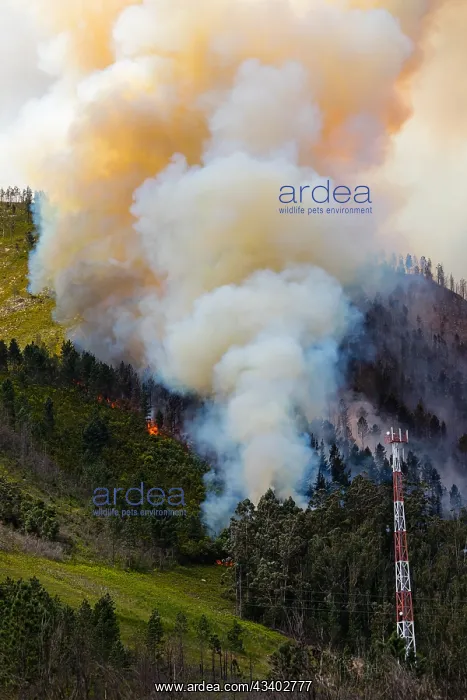 : Landscape in South Africa, forest fire, fire, smoke : Landscape in South Africa, forest fire, fire, smoke