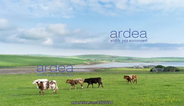 : Landscape on South Ronaldsay, Orkney Islands : Landscape on South Ronaldsay, Orkney Islands