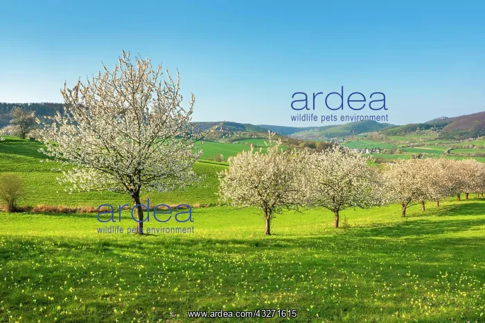 : Landscape in spring with blossoming cherry trees : Landscape in spring with blossoming cherry trees