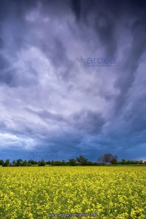  : Landscape in spring, a yellow flowering rape field