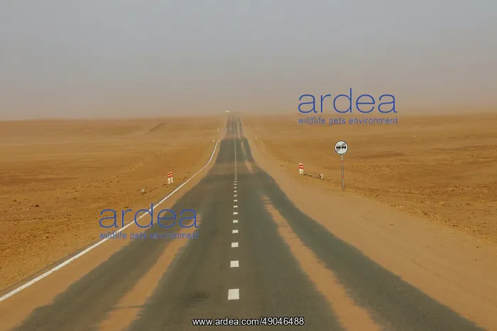: LANDSCAPE, STEPPE, ROAD : LANDSCAPE, STEPPE, ROAD
