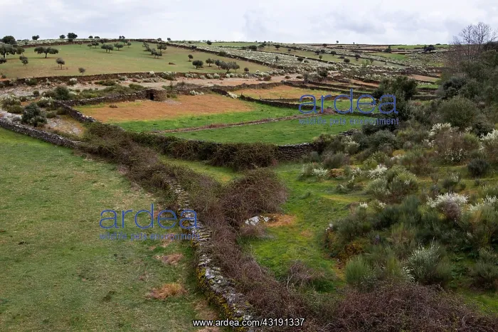 : Landscape with stone walls, Spain : Landscape with stone walls, Spain