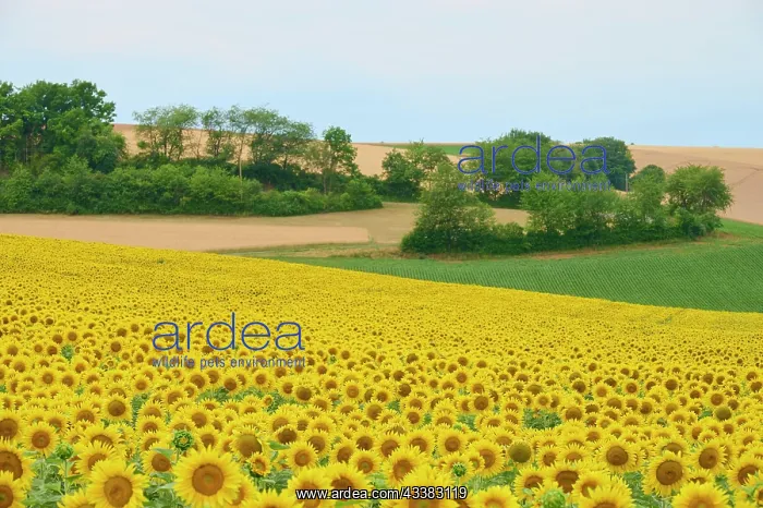 : Landscape with sunflower field in summer, Wurzburg : Landscape with sunflower field in summer, Wurzburg